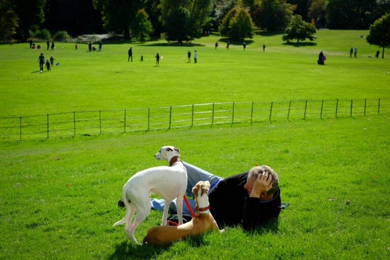 a man laying on the grass with 2 dogs. In the distance is a dog park surrounded with a low fence.