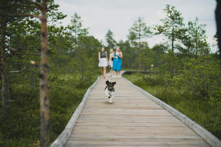 A path in a community park that has 3 women and a dog walking on it.